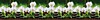 Фартук кухонный АБС 600*3000*1,5мм Stella (Орхидея белая)